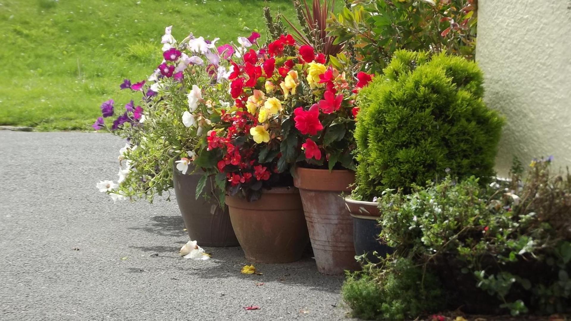 Jasmine House Bed and Breakfast New Quay Exteriör bild