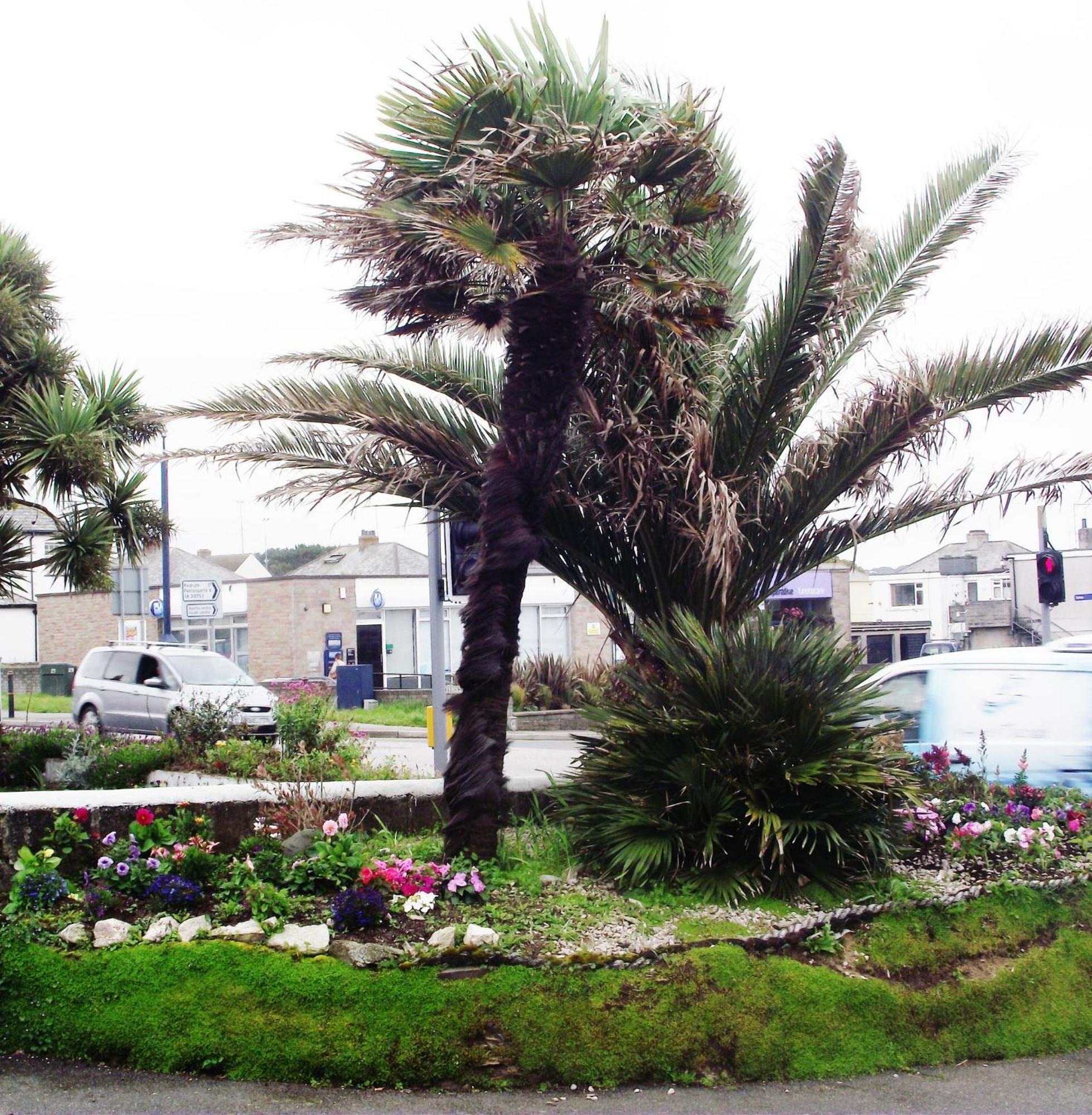 Jasmine House Bed and Breakfast New Quay Exteriör bild